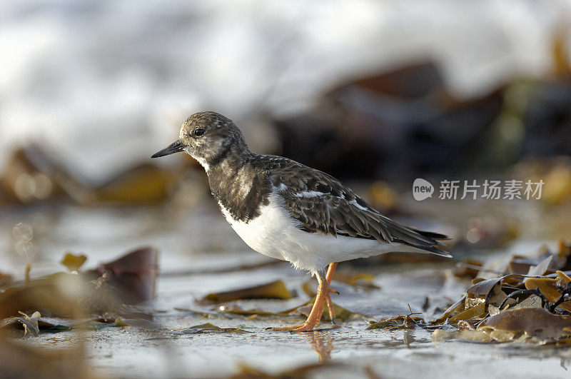 红润turnstone (Arenaria翻译)